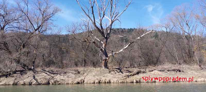 Wiosenny brzeg Popradu