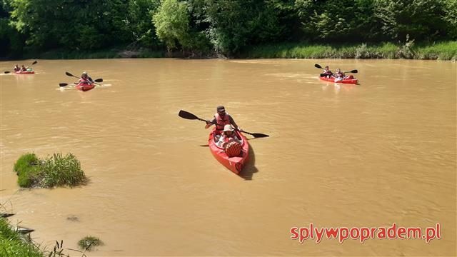 Spływ Popradem. Kajaki na żółtej wodzie.